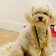 Baxter is registered to the contest to win money with this photo: animal, carpet, companion, curly_fur, cute, cute_pet, dog, domestic_animal, floor, fluffy, friendly, fur, home, indoor, mammal, pet, portrait, ribbon, sitting, white_dog