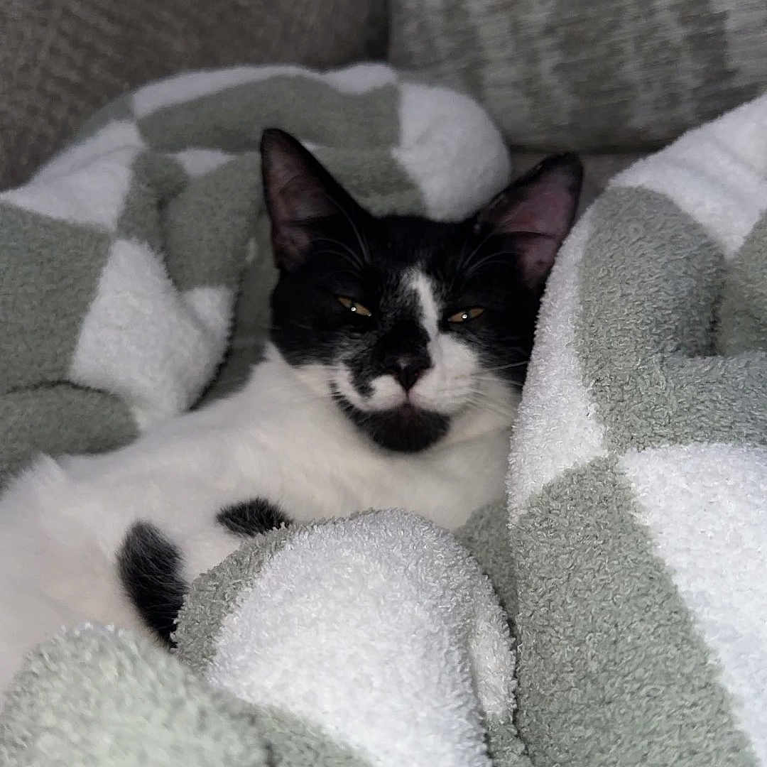 Romeo joined the competition — help win amazing prizes! animal, black_and_white, blanket, cat, comfort, couch, cozy, cute, cute_pet, feline, fur, home, indoor, pet, relaxed, resting, sleepy, snuggled, soft, warm