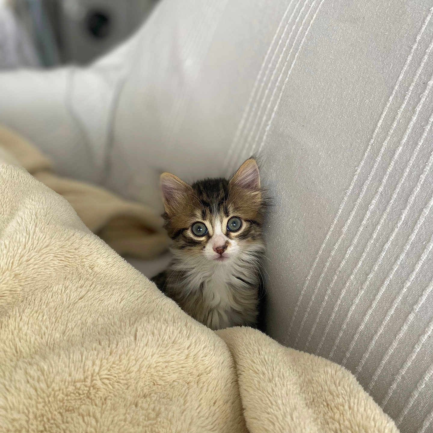 Ruby participe au concours pour gagner de l'argent avec cette photo : abyssinian, animal, blanket, cat, couch, cushion, furniture, homedecor, kitten, linen, manx, pet, quilt