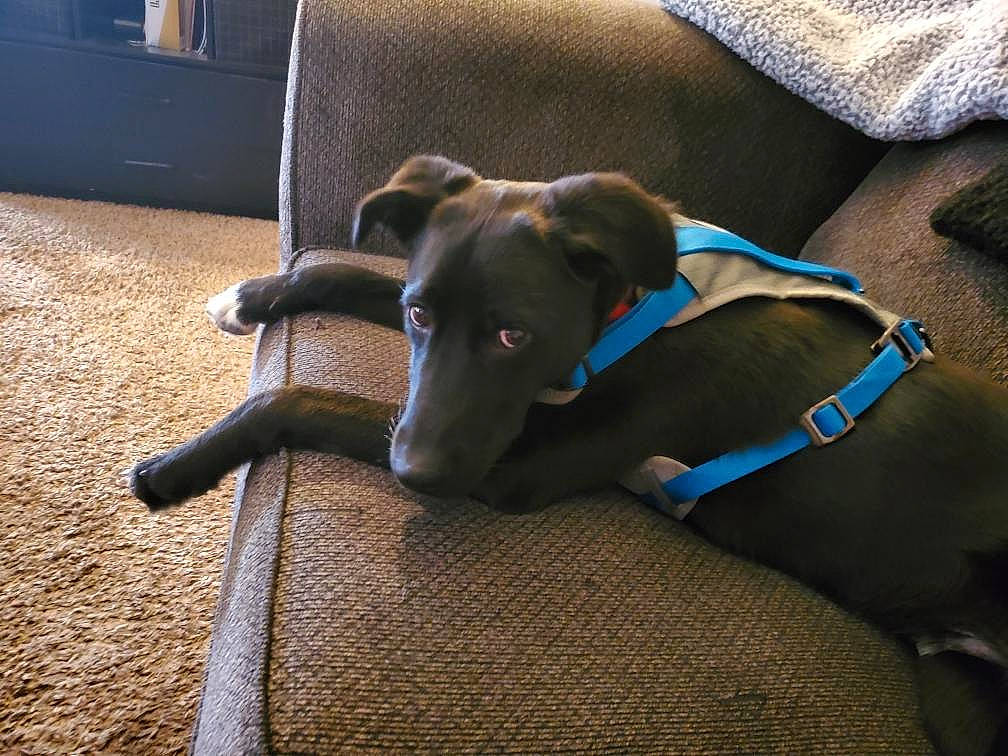 Cosmo joined the competition — help win amazing prizes! blue_lacy, canidae, carnivore, dog, dog_breed, fawn, greyhound, italian_greyhound, mammal, snout, sporting_group, weimaraner