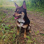 Tommy participe au concours pour gagner de l'argent avec cette photo : animal, canine, dog, field, grass, green, grove, herbal, herbs, land, nature, outdoors, pet, plant, puppy, rainforest, soil, tree, vegetation, woodland