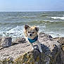 dog, small_dog, rock, sea, ocean, waves, sky, outdoor, nature, animal, water, harness, sunlight, coast, shore, pet, fluffy, canine, daytime, landscape
