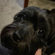 Ebby is registered to the contest to win money with this photo: animal, black_fur, canine, close_up, companion, cute, dog, domestic, eyes, face, friend, fur, hand, indoor, looking, mammal, pet, portrait, snout, whiskers