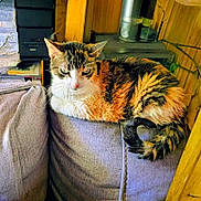 Jasmine is registered to the contest to win money with this photo: cat, feline, pet, indoor, couch, gray_couch, fur, tabby, calico, animal, resting, whiskers, tail, wood, home_interior, cozy, relaxed, domestic, mammal, furniture