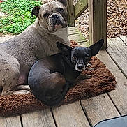 Mowgli joined the competition — help win amazing prizes! dog, two_dogs, porch, wooden_floor, mat, outdoor, grass, leaves, pet, animal, snuggling, brown_mat, curious, alert, ears, companionship, resting, daylight, nature, wood