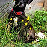 Mowgli is registered to the contest to win money with this photo: dog, black_dog, red_collar, yellow_flowers, green_plants, wooden_fence, grass, outdoor, nature, pet, canine, sitting, curious, ears, sunlight, ground, wildflowers, garden, daylight, animal