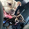 Mowgli is registered to the contest to win money with this photo: animal, backseat, black_dog, blanket, brown_dog, car_interior, car_ride, casual, companion, curious, dog, domestic_animal, happy, leather_seat, panting, pet, seat, tongue_out, two_dogs, window