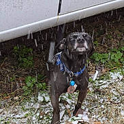 Mowgli joined the competition — help win amazing prizes! animal, black_dog, canine, cold, collar, dog, grass, ground, leaf_litter, nature, outdoor, pet, small_dog, snow, snowfall, tags, vehicle, weather, white_vehicle, winter