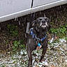 animal, black_dog, canine, cold, collar, dog, grass, ground, leaf_litter, nature, outdoor, pet, small_dog, snow, snowfall, tags, vehicle, weather, white_vehicle, winter