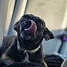 Mowgli joined the competition — help win amazing prizes! dog, black_dog, tongue_out, pet, animal, cute, close_up, collar, indoor, lying_down, blurred_background, curious, playful, mammal, nose, face, fur, ears, expression, domestic_animal