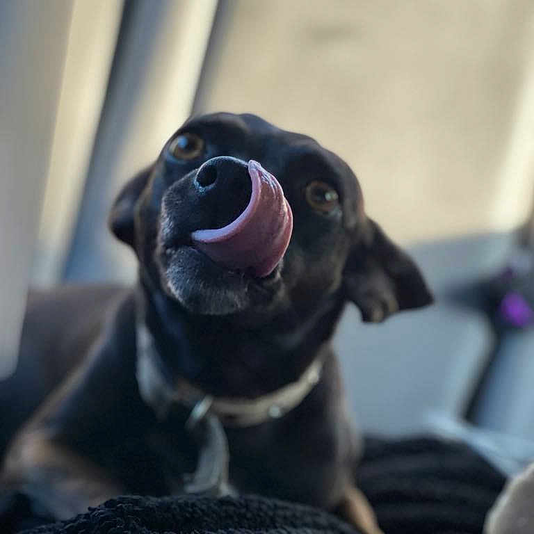 Mowgli
