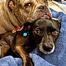 Mowgli joined the competition — help win amazing prizes! animal, black_dog, blanket, brown_dog, closeup, collar, comfort, companion, cozy, cute, dog, friendship, fur, indoor, pet, portrait, relaxed, resting, snuggling, warm