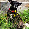 dog, black_dog, collar, red_collar, wildflowers, yellow_flowers, grass, plants, wooden_fence, outdoor, sunlight, nature, pet, sitting, animal, calm, curious, daylight, fence, ground