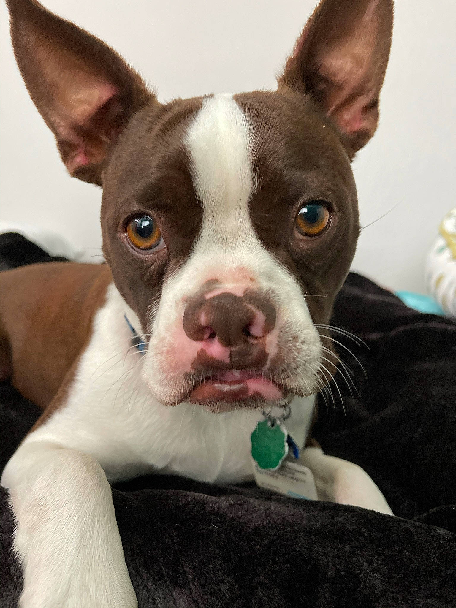 Bongo is registered to the contest to win money with this photo: boston_terrier, canidae, carnivore, collar, comfort, companion_dog, dog, dog_breed, ear, eye, fawn, fur, head, non_sporting_group, old_english_terrier, snout, sporting_group, terrestrial_animal, whiskers, working_animal