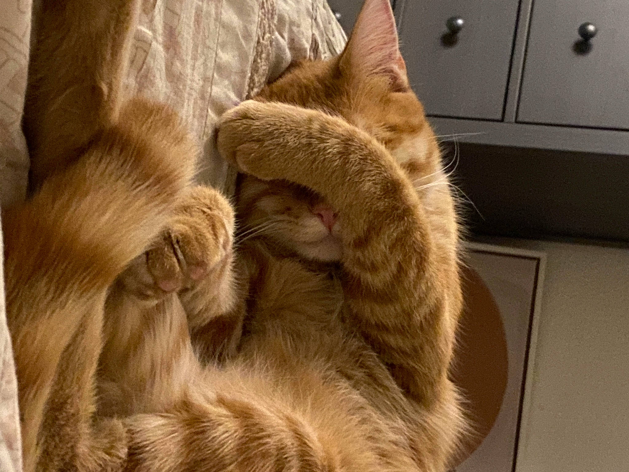 Oliver is registered to the contest to win money with this photo: carnivore, cat, claw, comfort, domestic_short_haired_cat, fawn, felidae, flooring, fur, human_leg, linens, nap, paw, room, sleep, small_to_medium_sized_cats, tail, whiskers, wood