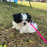 Cookie joined the competition — help win amazing prizes! puppy, dog, black_and_white, fluffy, grass, leash, outdoor, pet, cute, small, animal, nature, young, fur, sitting, playful, garden, domestic_animal, canine, adorable