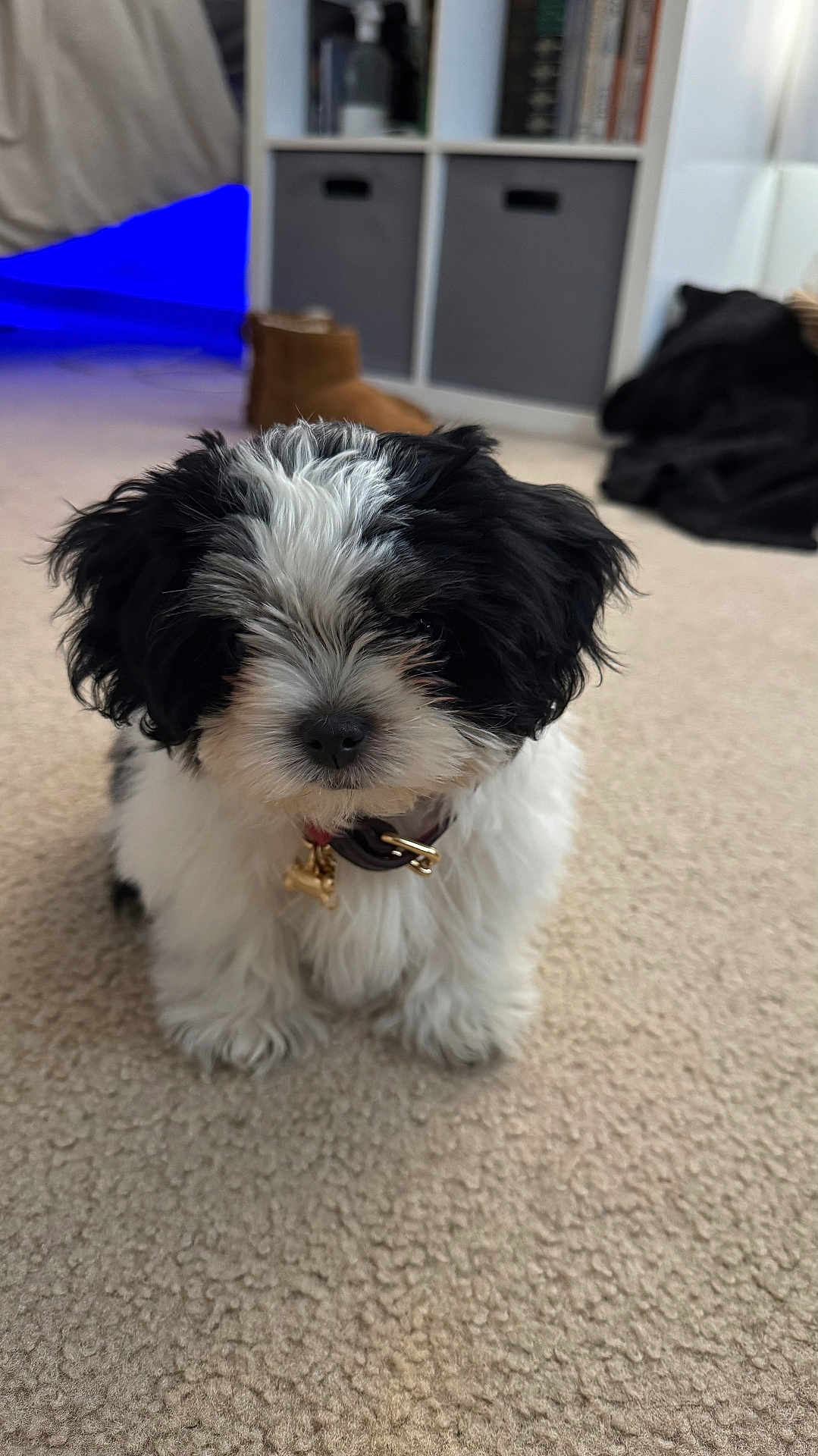 Cookie joined the competition — help win amazing prizes! puppy, dog, black_and_white, fluffy, carpet, indoor, pet, collar, cute, small_dog, fur, sitting, home, floor, animal, young_dog, adorable, domestic, portrait, companion