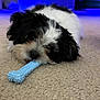 Cookie joined the competition — help win amazing prizes! puppy, dog, toy, bone, carpet, black_and_white, pet, chewing, indoor, close_up, cute, fluffy, laying_down, playful, young_dog, animal, soft_lighting, blue_light, home, floor