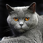 Sia a rejoint le concours — aidez-le/la à gagner de superbes lots ! cat, gray_cat, amber_eyes, close_up, portrait, animal, feline, whiskers, fur, relaxed, intense_gaze, dark_background, sharp_focus, pet, mammal, cute, domestic_cat, face, ears, lying_down