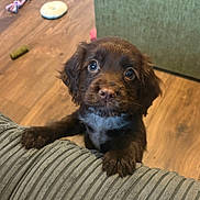 Corey joined the competition — help win amazing prizes! animal, brown_fur, couch, cute, dog, domestic, expression, fur, home, indoor, looking_up, paws, pet, playful, puppy, small_dog, toys, whiskers, wooden_floor, young_dog