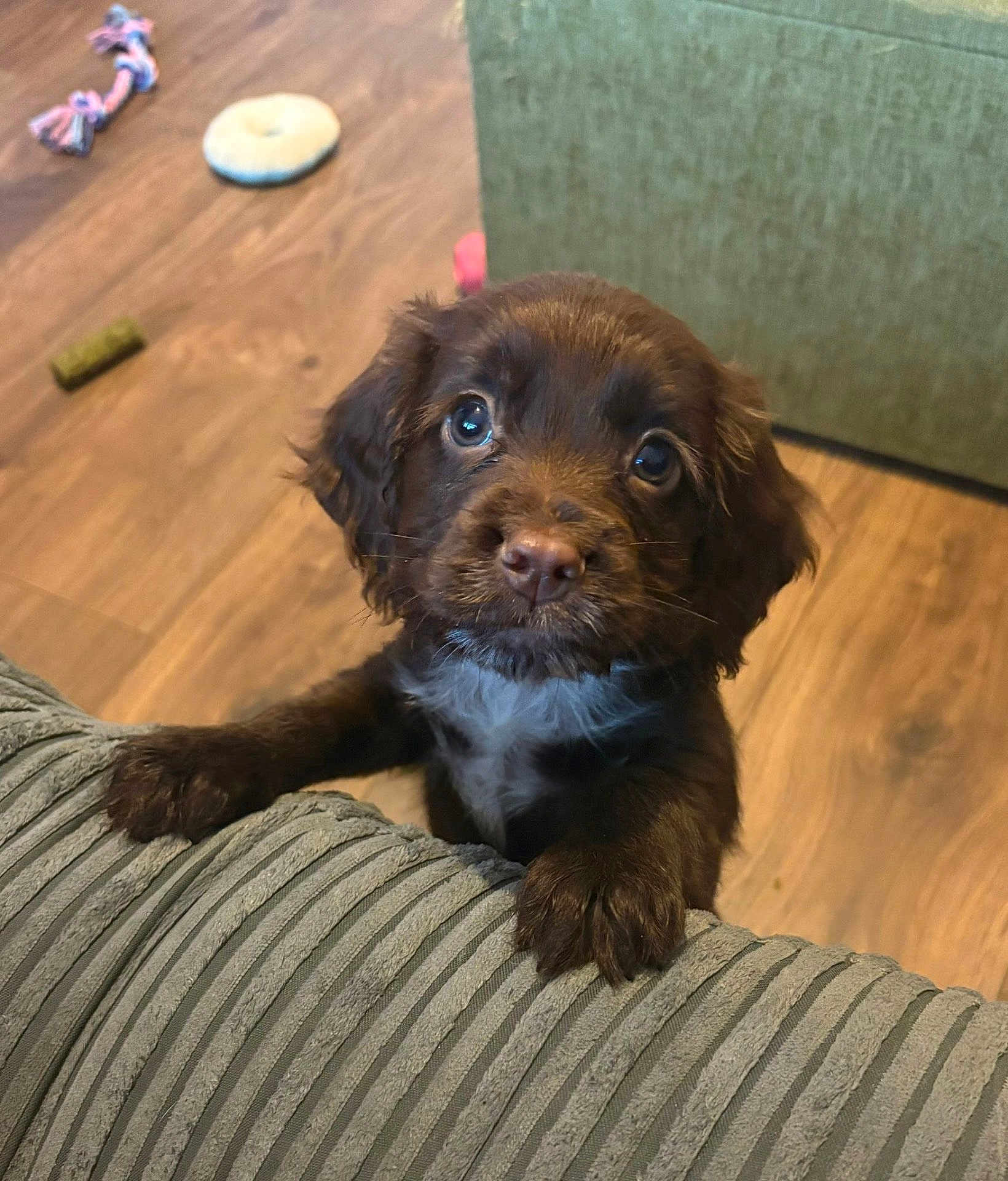 Corey joined the competition — help win amazing prizes! animal, brown_fur, couch, cute, dog, domestic, expression, fur, home, indoor, looking_up, paws, pet, playful, puppy, small_dog, toys, whiskers, wooden_floor, young_dog