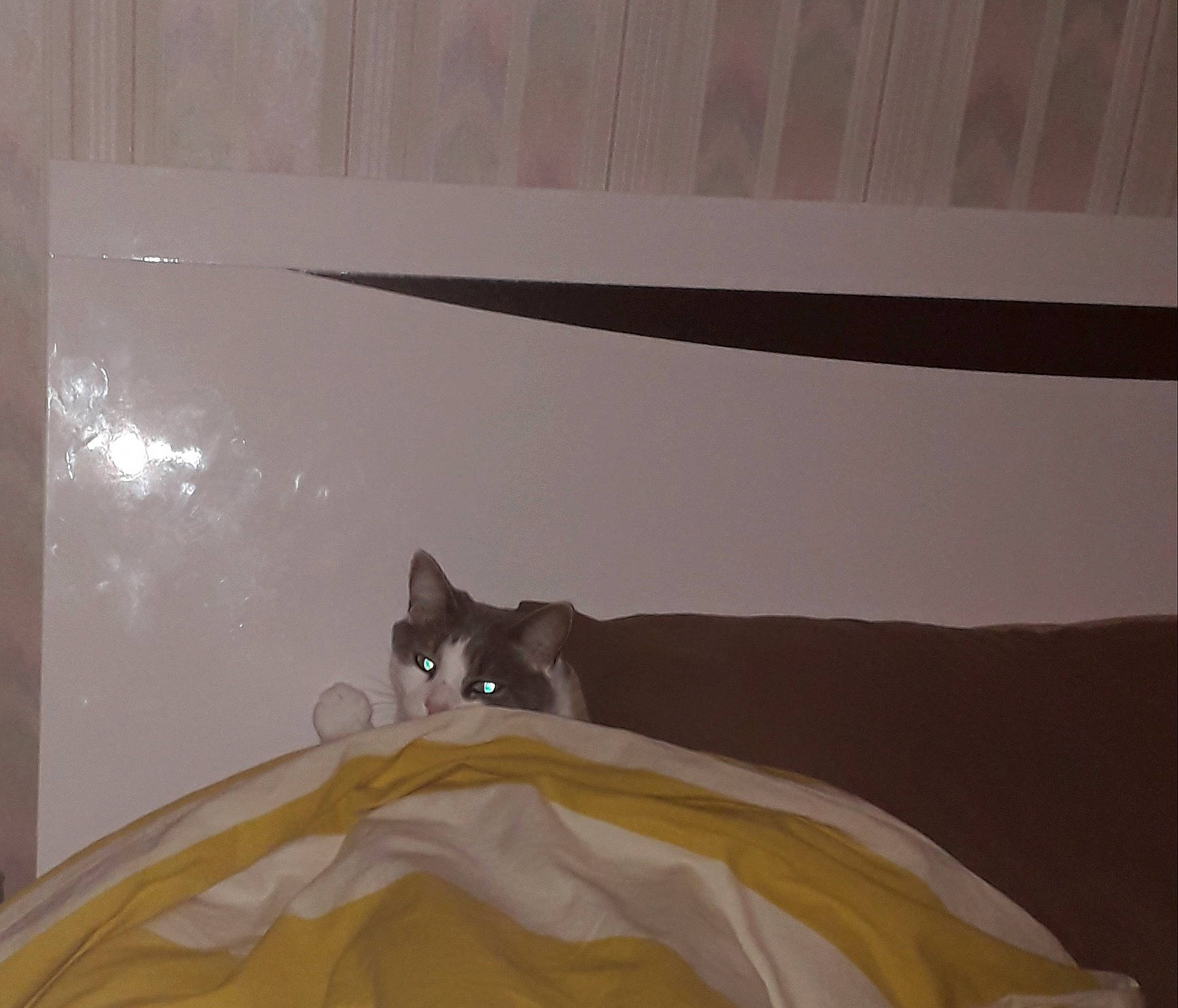 Choupinette participe au concours pour gagner de l'argent avec cette photo : art, brown, carnivore, cat, ceiling, comfort, felidae, flooring, hardwood, linens, paper_product, plaster, room, small_to_medium_sized_cats, tail, tints_and_shades, visual_arts, whiskers, window, wood