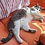 blanket, cat, comfortable, cozy, cute, feline, fur, gray_and_white, home, indoor, lounging, nap, orange_couch, paw, pet, relaxed, resting, sunlight, tail, whiskers
