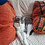 animal, blanket, cat, cozy, domestic_cat, ears, furniture, gray_and_white_cat, home, indoor, orange_pillow, patterned_pillow, paws, pet, pillow, relaxed, resting, sofa, textured_blanket, whiskers