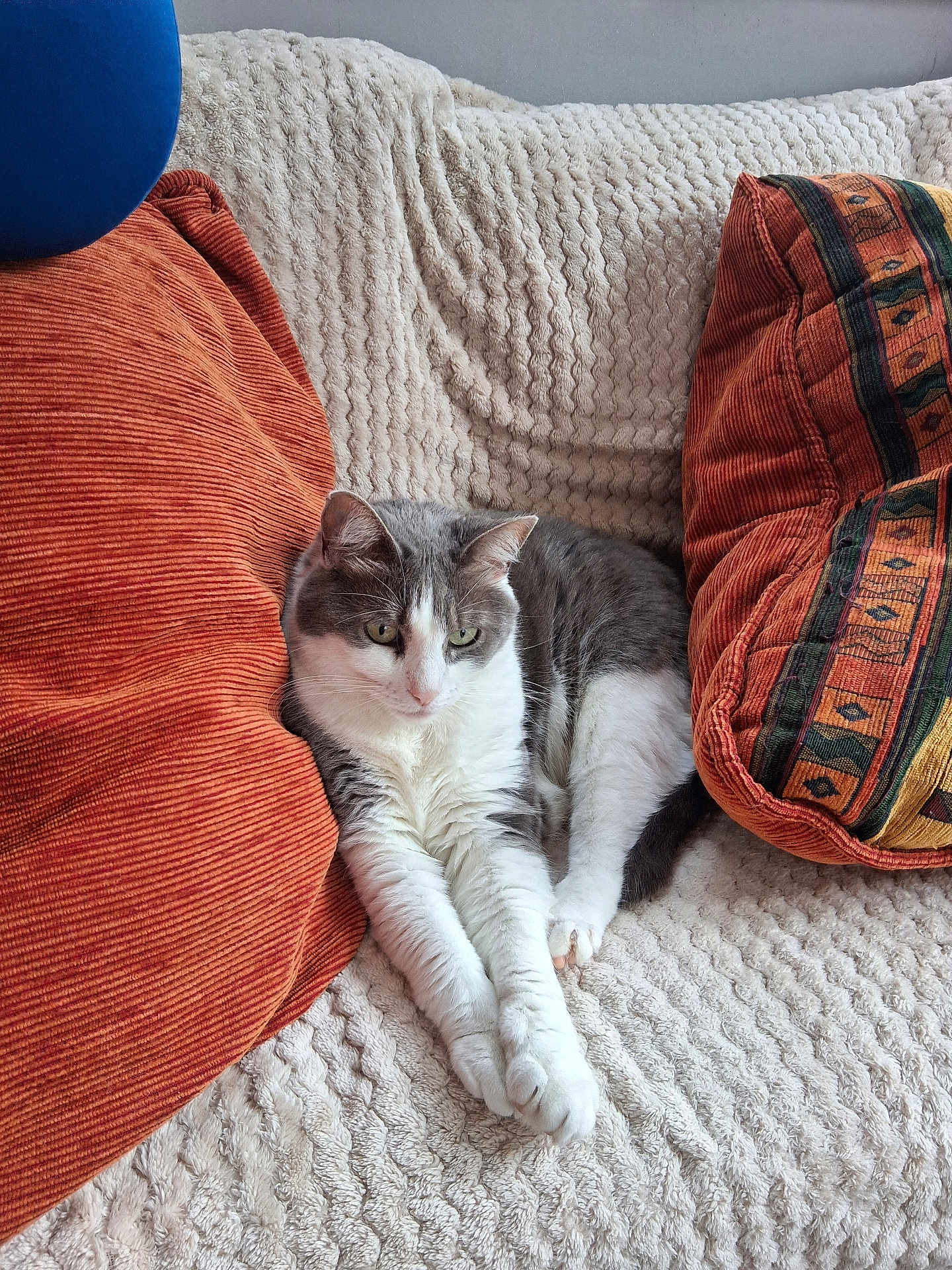 Choupette