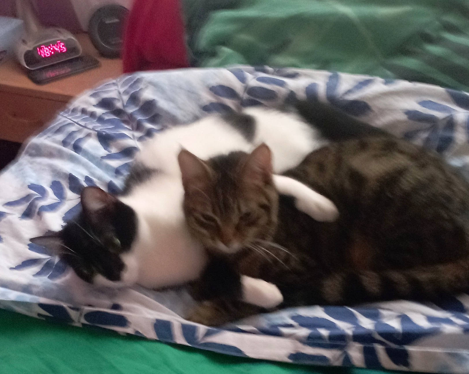 Sacha Et Caline participe au concours pour gagner de l'argent avec cette photo : carnivore, cat, cat_supply, comfort, domestic_short_haired_cat, felidae, fur, linens, mammal, nap, small_to_medium_sized_cats, tail, vertebrate, whiskers