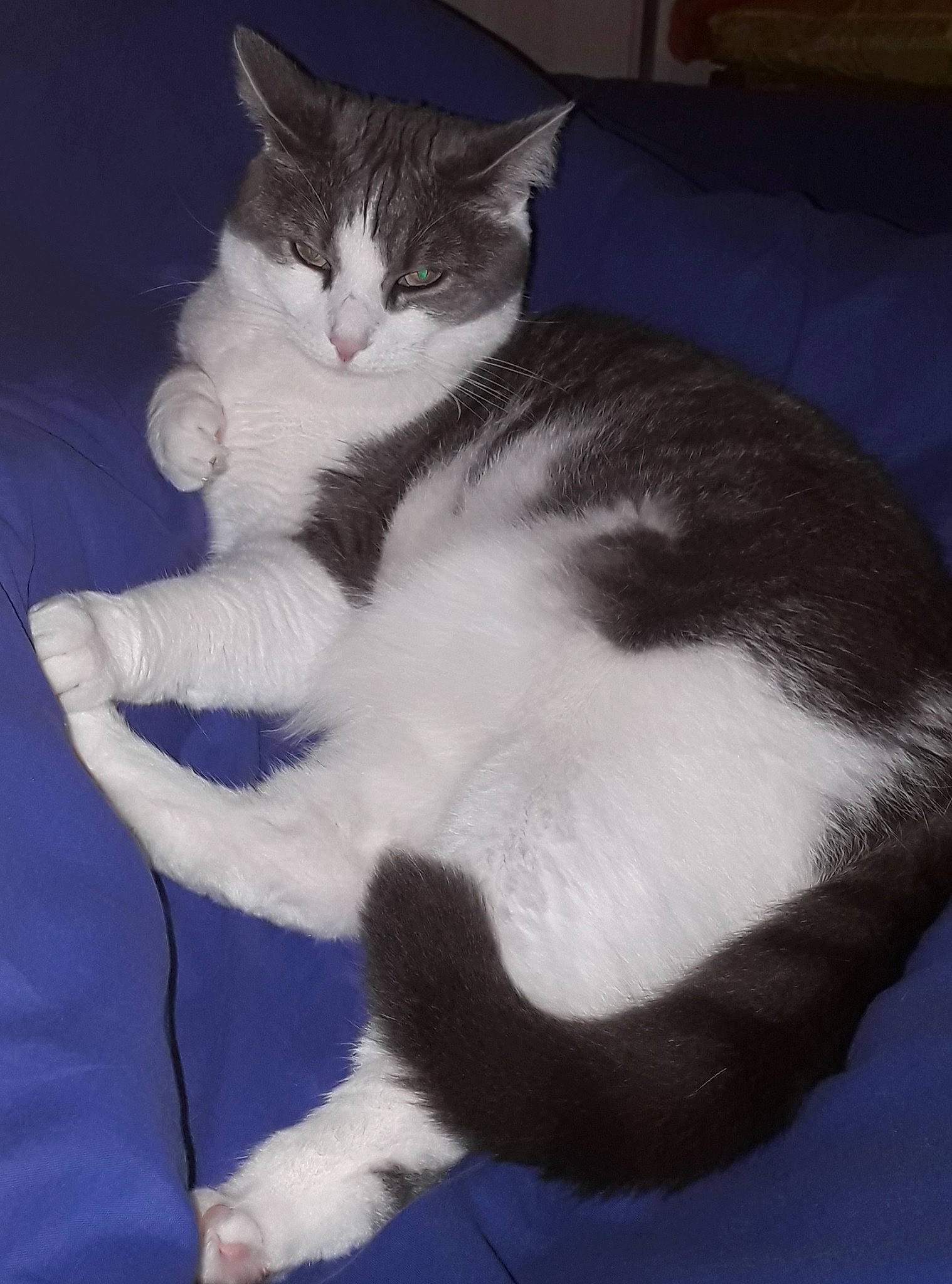 Choupinette a rejoint le concours — aidez-le/la à gagner de superbes lots ! box, carnivore, cat, cat_furniture, claw, comfort, couch, domestic_short_haired_cat, electric_blue, felidae, formal_wear, fur, monochrome_photography, paw, sitting, small_to_medium_sized_cats, snout, tail, whiskers