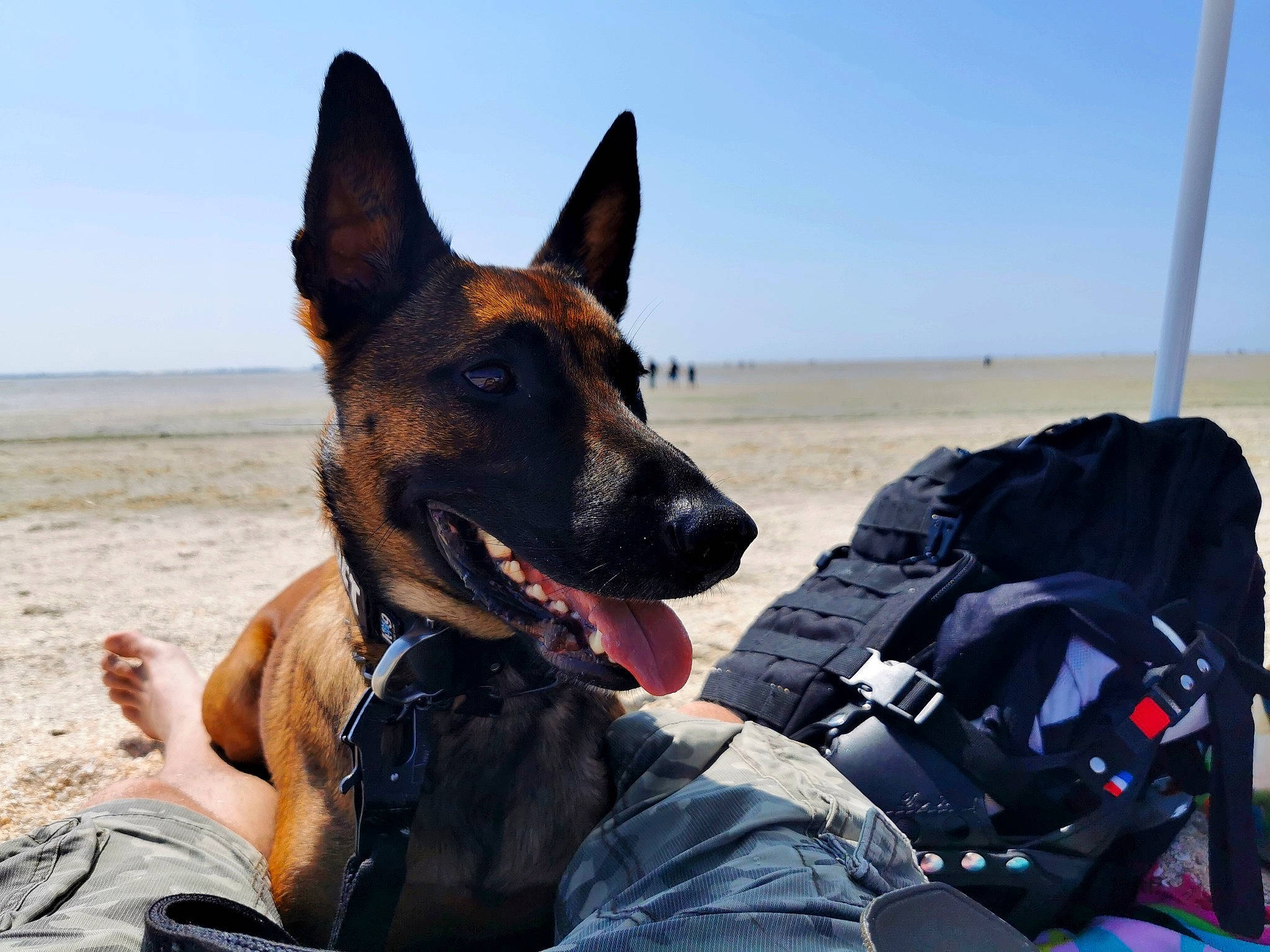 Kiba participe au concours pour gagner de l'argent avec cette photo : adventure, backpack, canidae, carnivore, collar, companion_dog, dog, dog_breed, fawn, german_shepherd_dog, guard_dog, herding_dog, law_enforcement, sky, snout, sporting_group, travel, vehicle, working_animal, working_dog