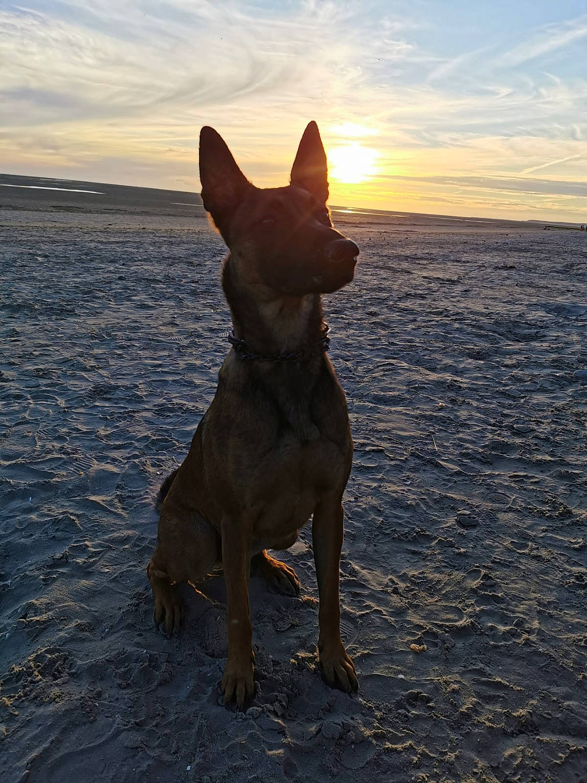 Kiba a rejoint le concours — aidez-le/la à gagner de superbes lots ! beach, calm, canidae, carnivore, cloud, companion_dog, dog, dog_breed, fawn, horizon, lake, landscape, mammal, ocean, sky, snout, sporting_group, vertebrate, water, working_animal