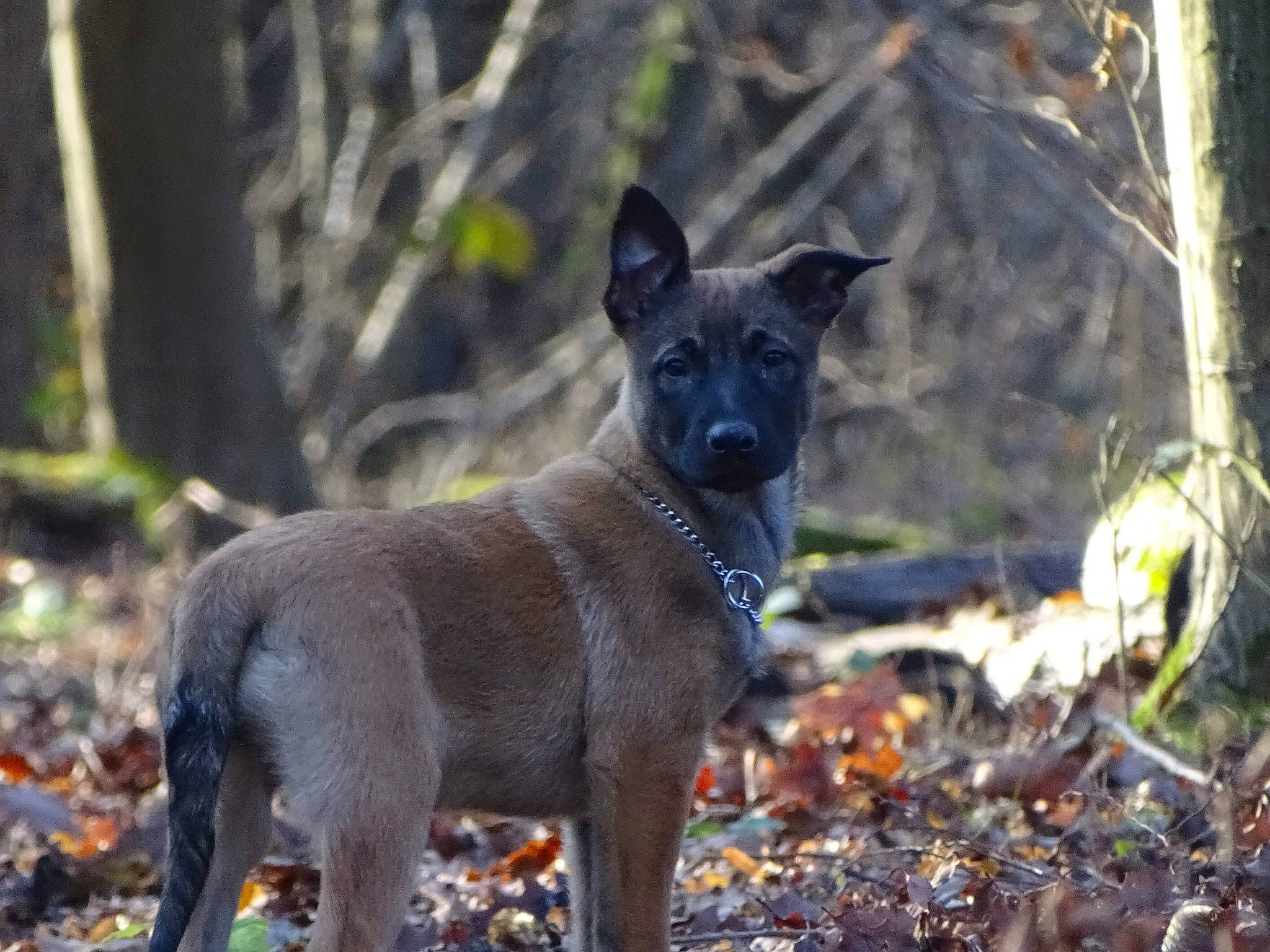 Kiba a rejoint le concours — aidez-le/la à gagner de superbes lots ! canidae, carnivore, companion_dog, dog, dog_breed, fawn, forest, grass, plant, snout, soil, sporting_group, tail, terrestrial_animal, tree, trunk, wildlife, woodland, working_animal, working_dog