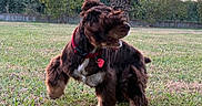 Bamboo a rejoint le concours — aidez-le/la à gagner de superbes lots ! dog, puppy, brown_fur, fluffy, long_hair, sitting, outdoors, grass, lawn, garden, red_harness, collar, pet_tag, ball, toy, animal, canine, profile, backyard, sunset_lighting