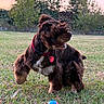 dog, puppy, brown_fur, fluffy, long_hair, sitting, outdoors, grass, lawn, garden, red_harness, collar, pet_tag, ball, toy, animal, canine, profile, backyard, sunset_lighting