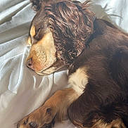 Bamboo participe au concours pour gagner de l'argent avec cette photo : dog, puppy, sleeping, curled_up, brown_fur, black_fur, tan_markings, spaniel, floppy_ears, long_hair, curly_fur, paws, closed_eyes, bed, white_bedding, indoors, cozy, sunlight, pet, relaxed