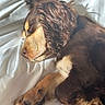 dog, puppy, sleeping, curled_up, brown_fur, black_fur, tan_markings, spaniel, floppy_ears, long_hair, curly_fur, paws, closed_eyes, bed, white_bedding, indoors, cozy, sunlight, pet, relaxed