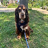 Bamboo a rejoint le concours — aidez-le/la à gagner de superbes lots ! dog, spaniel, cocker_spaniel, pet, animal, sitting, grass, outdoor, park, garden, leash, harness, collar, brown_fur, long_ears, floppy_ears, portrait, tree, village, sunny