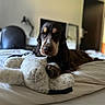Bamboo participe au concours pour gagner de l'argent avec cette photo : dog, spaniel, cocker_spaniel, pet, animal, portrait, indoors, bedroom, bed, blanket, knitted_blanket, cozy, soft_lighting, brown_fur, black_fur, white_markings, floppy_ears, lying_down, relaxed, home
