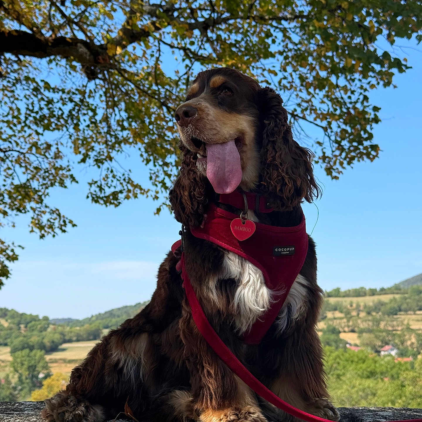 Bamboo participe au concours pour gagner de l'argent avec cette photo : dog, spaniel, cocker_spaniel, pet, animal, sitting, tongue_out, happy, portrait, red_harness, leash, outdoor, countryside, landscape, tree, leaves, blue_sky, stone_surface, long_hair, collar