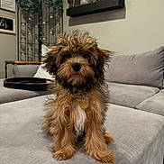 Ozzy joined the competition — help win amazing prizes! puppy, dog, pet, fluffy, brown, black, tongue_out, indoor, couch, living_room, furniture, decor, plant, shelf, cute, adorable, small_dog, fur, collar, home
