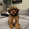 puppy, dog, pet, fluffy, brown, black, tongue_out, indoor, couch, living_room, furniture, decor, plant, shelf, cute, adorable, small_dog, fur, collar, home