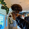 Ozzy joined the competition — help win amazing prizes! puppy, dog, indoor, hand, sweater, holiday_decor, garland, lights, window, person, home, wood_floor, furniture, decor, cozy, cute, pet, holding, fur, warm