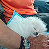 puppy, dog, sleeping, hand, watch, rings, orange_clothing, black_pants, car_interior, seat, person, furry, cute, pet, resting, cozy, closeup, domestic_animal, animal, companion
