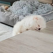 Béryl participe au concours pour gagner de l'argent avec cette photo : dog, sleeping, white, fluffy, pet_bed, blanket, floor, indoor, cozy, resting, peaceful, cute, animal, fur, head, relaxation, domestic, comfort, home, napping