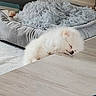 dog, sleeping, white, fluffy, pet_bed, blanket, floor, indoor, cozy, resting, peaceful, cute, animal, fur, head, relaxation, domestic, comfort, home, napping