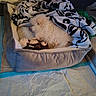 dog, pet_bed, blanket, plush_toy, sleeping, indoor, cozy, white_fur, soft, resting, cute, animal, floor, wooden_floor, toy, comfort, nap, fur, small_dog, relaxation