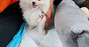 Béryl participe au concours pour gagner de l'argent avec cette photo : puppy, dog, white_fur, fluffy, pet, training_pad, orange_shirt, hand, couch, cushion, indoor, happy, small_dog, cute, animal, companion, domestic, fur, sitting, friendly