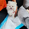 puppy, dog, white_fur, fluffy, pet, training_pad, orange_shirt, hand, couch, cushion, indoor, happy, small_dog, cute, animal, companion, domestic, fur, sitting, friendly